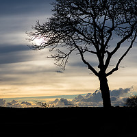 Buy canvas prints of Silhouetted Tree by Gary Finnigan