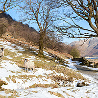 Buy canvas prints of Brotherswater rams by Gary Finnigan