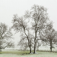 Buy canvas prints of Bare trees by Gary Finnigan