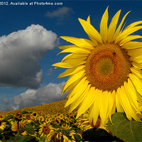 Buy canvas prints of Sunflowers France by Paul Amos