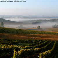 Buy canvas prints of Mist over Cognac Vines by Paul Amos