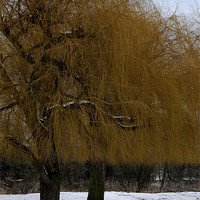 Buy canvas prints of Winter Trees by Paul Amos