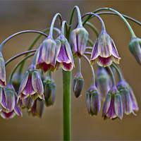 Buy canvas prints of Floral Chanderlear by Dave Reed