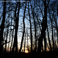 Buy canvas prints of Sunset in the Woods by nicholas austen