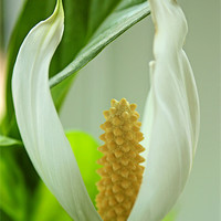 Buy canvas prints of Spathiphyllum cochlearispathum by 