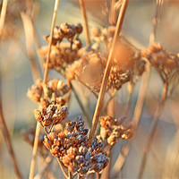 Buy canvas prints of Dried Flowers by 