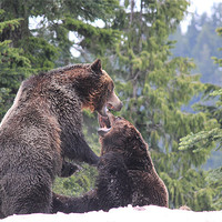 Buy canvas prints of NA Grizzly Bears at Play by Wally Stubbs