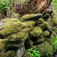 Buy canvas prints of Moss covered wall by Anthony Hedger