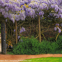Buy canvas prints of Wall of Wisteria by Anthony Hedger
