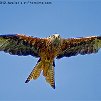 Buy canvas prints of The Red Kite by Anthony Hedger