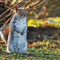 Buy canvas prints of Squirrel or a Meerkat by Anthony Hedger