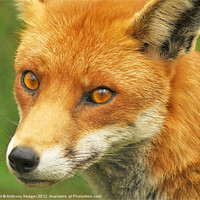 Buy canvas prints of Foxy Lady by Anthony Hedger