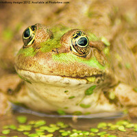 Buy canvas prints of The Marsh Frog by Anthony Hedger
