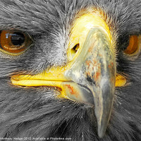 Buy canvas prints of Bird of Prey - Up close and personal, AGAIN by Anthony Hedger