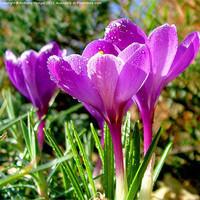 Buy canvas prints of My Garden Crocus by Anthony Hedger