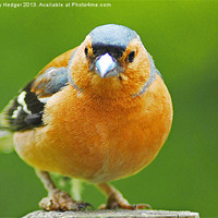 Buy canvas prints of The Chaffinch by Anthony Hedger