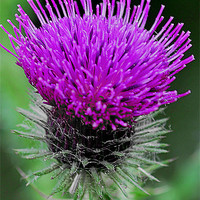 Buy canvas prints of The Thistle by Anthony Hedger
