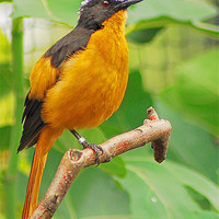 Buy canvas prints of The Orange Beauty - White Crowned Robin by Anthony Hedger