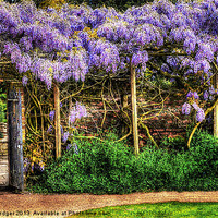 Buy canvas prints of Wall of Wisteria HDR by Anthony Hedger