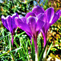 Buy canvas prints of Garden Crocus HDR by Anthony Hedger