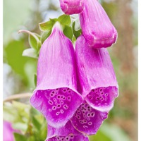 Buy canvas prints of FOXGLOVES by Anthony Hedger