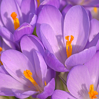 Buy canvas prints of Purple crocus by Anthony Hedger