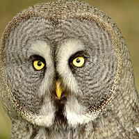 Buy canvas prints of THe Great Grey Owl by Anthony Hedger