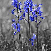 Buy canvas prints of Bluebell Heads by Anthony Hedger