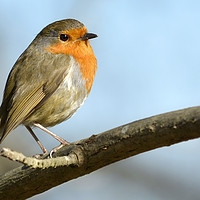 Buy canvas prints of Posing Robin by Anthony Hedger