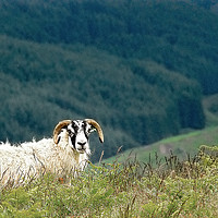 Buy canvas prints of Posing Ram in Scotland by Anthony Hedger