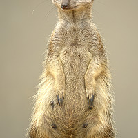 Buy canvas prints of The Posing Meerkat by Anthony Hedger
