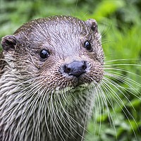 Buy canvas prints of British Otter by Anthony Hedger