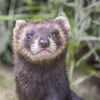 Buy canvas prints of Posing Polecat by Anthony Hedger
