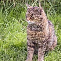 Buy canvas prints of Scottish Wildcat by Anthony Hedger