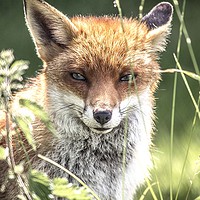 Buy canvas prints of Young Vixen Fox by Anthony Hedger