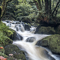 Buy canvas prints of Golitha Falls by Anthony Hedger