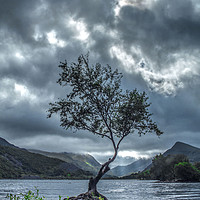 Buy canvas prints of Lone Tree at Llyn Padarn by Anthony Hedger