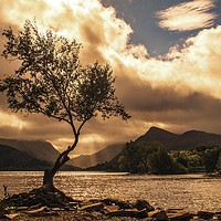 Buy canvas prints of The Lone Tree at Llyn Padarn by Anthony Hedger