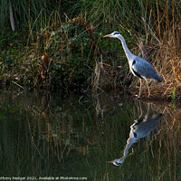 Buy canvas prints of The Heron by Anthony Hedger
