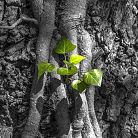 Buy canvas prints of Ivy on a tree by Anthony Hedger