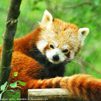 Buy canvas prints of The Red Panda by Anthony Hedger