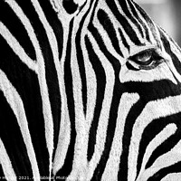 Buy canvas prints of Zebra face by Anthony Hedger