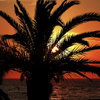Buy canvas prints of  Palm Tree Sunset by Simon Deacon