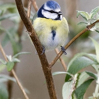 Buy canvas prints of Blue Tit by Andy Allen