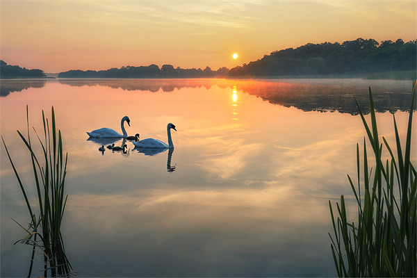 Dawn tranquility on the Norfolk Broads Picture Board by steve docwra