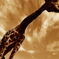 Buy canvas prints of Sepia Giraffe by Michael Ghobrial