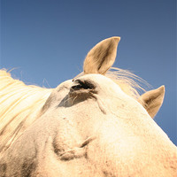 Buy canvas prints of Horse close up by Ross Redman