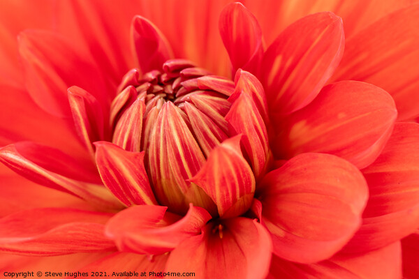 Macro centre of a Dahlia flower Picture Board by Steve Hughes