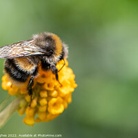 Buy canvas prints of Bee on orange ball Buddleia by Steve Hughes