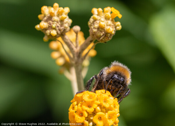 Bee macro Picture Board by Steve Hughes